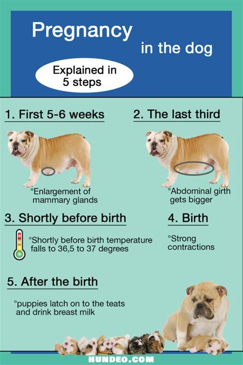 Dog Pregnancy Early Signs
